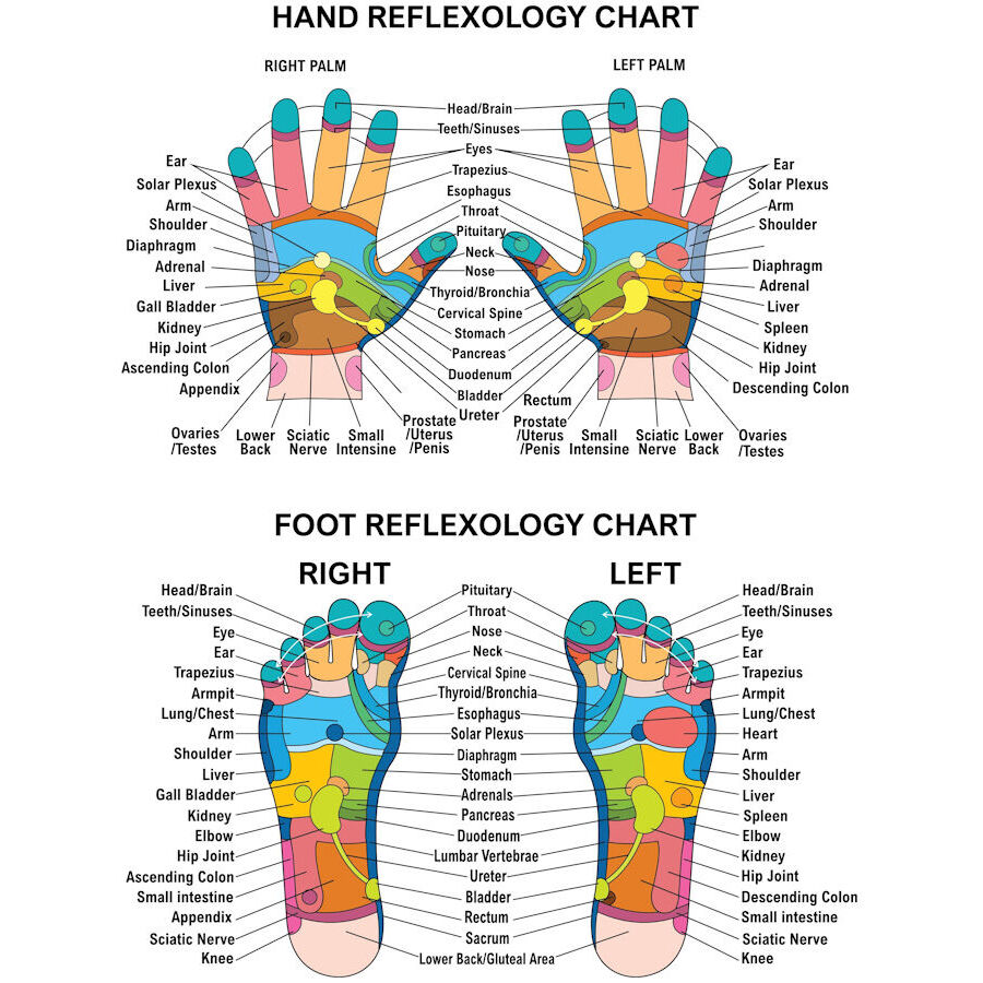 Hand and Foot Reflexology Charts